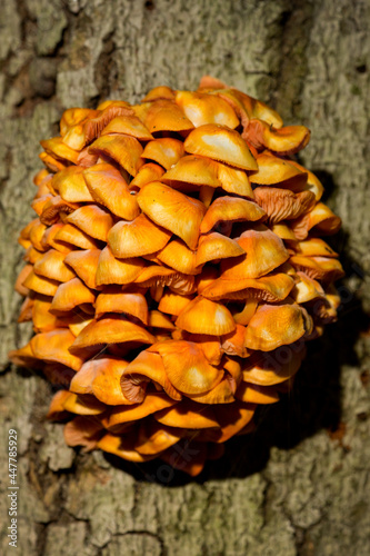 Velvet shank mushrooms at The Fells in Newbury, New Hampshire.