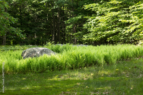 Fern glade at The Fells in Newbury, New Hampshire. photo