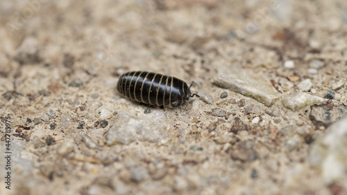 Closeup view of an insect on the ground
