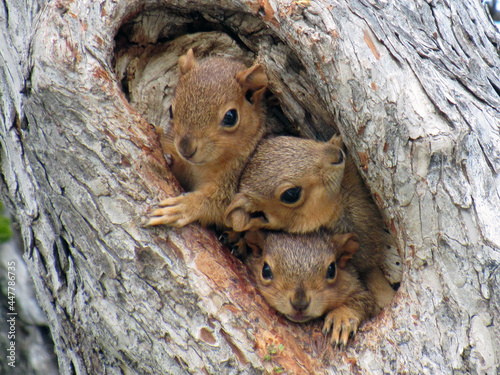 Tapety artystyczne squirrel on a tree