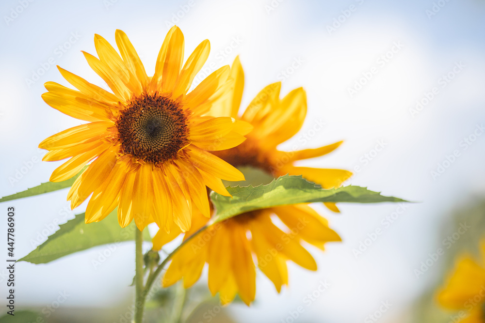 Obraz premium Sunflower beautiful yellow flower - healthy lifestyle, ecology, organic farming, farming, gardening, health concept.