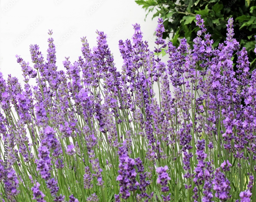 Naklejka premium Lavender flowers in the garden