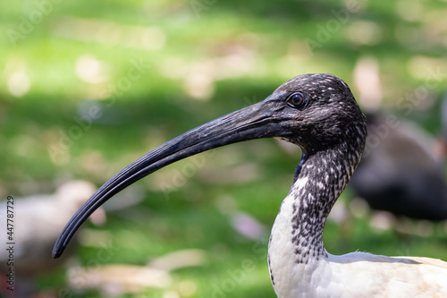 Australian white ibis (Threskiornis molucca) portrait photo