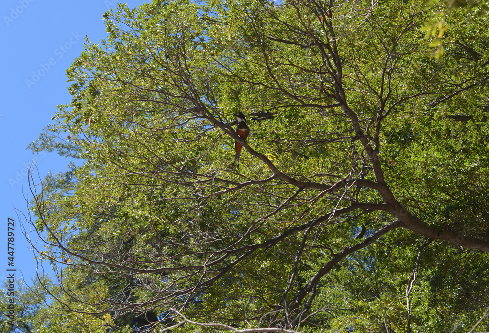 Obraz premium kingfisher bird perched on a tree branch