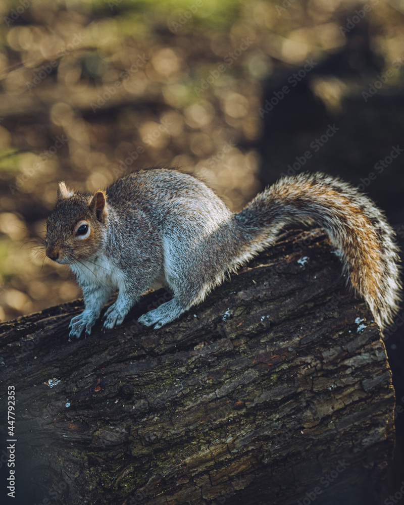 squirrel eating nut squirrel eating nut