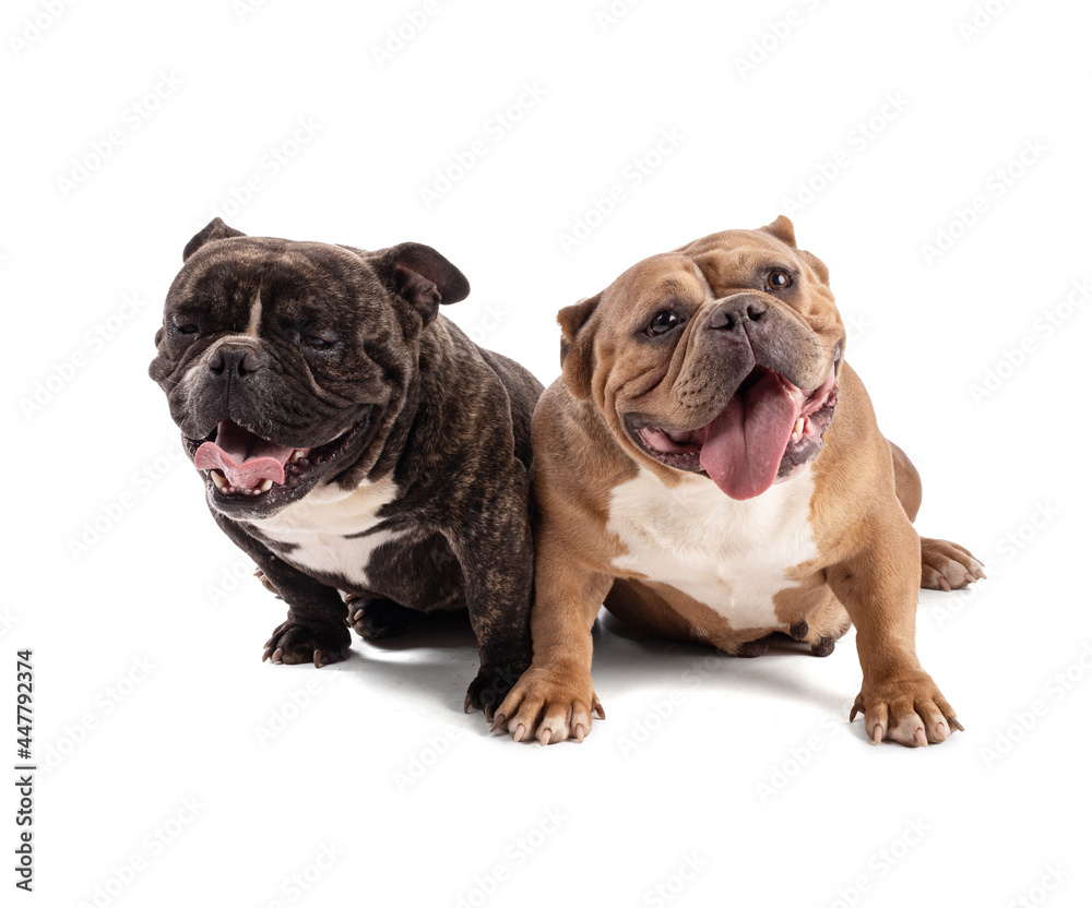 Fototapeta premium Portrait of tow american bully dogs