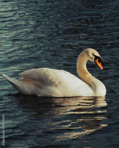 Fototapeta Naklejka Na Ścianę i Meble -  swan on the lake