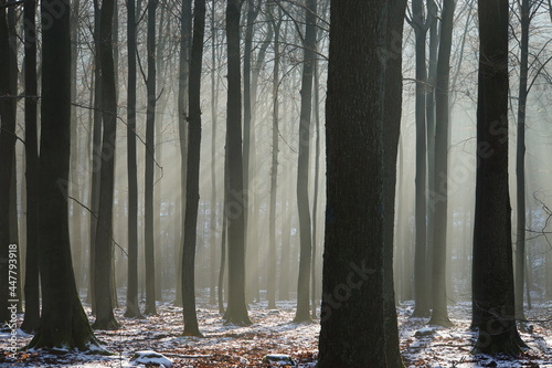 The view is focused into the misty forest. 