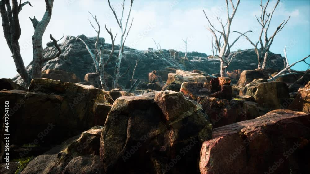 lava stone field with dead trees and plants
