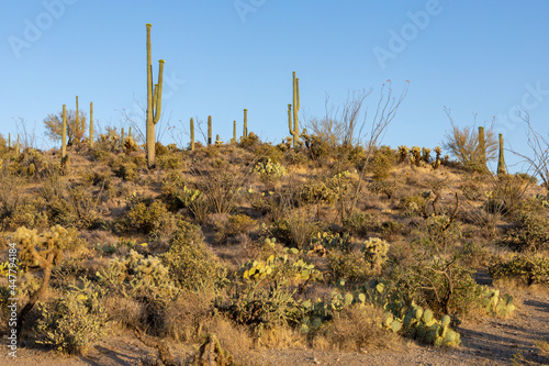 Sonoran Desert Landscape at Sunset