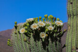 Flowers on A Saguaro