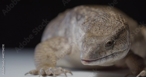 Huge monitor lizard is looking around and sticking its split tongue out, 4k photo