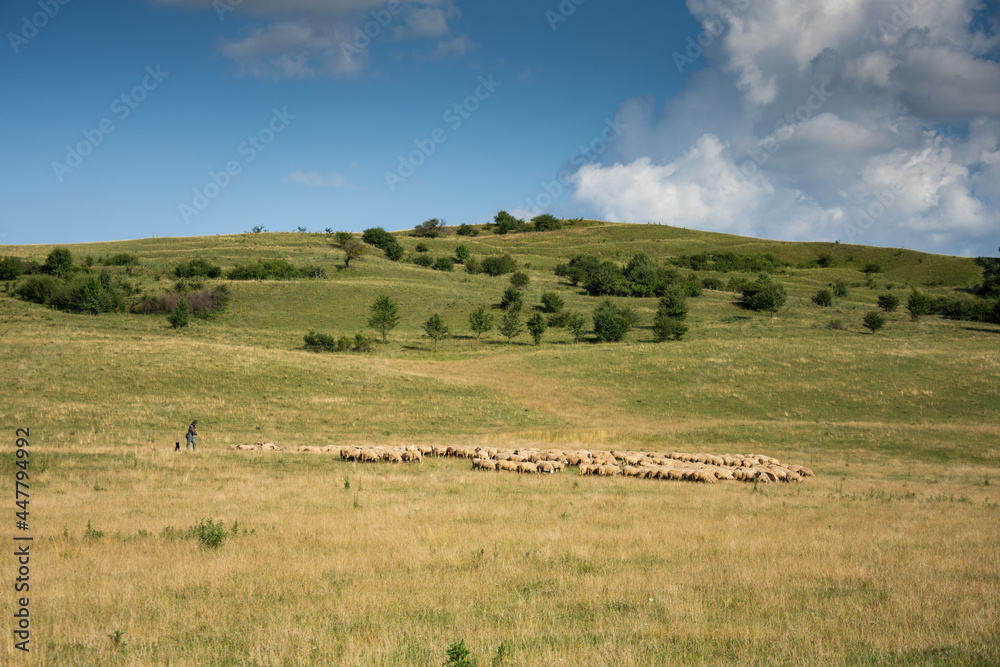 shepherd with sheep in Brasov area, ROMANIA, 2020
