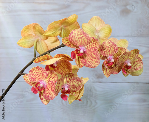 Phalaenopsis orchid with yellow flowers with a red lip and venation, KV beauty variety, selective focus, horizontal orientation.