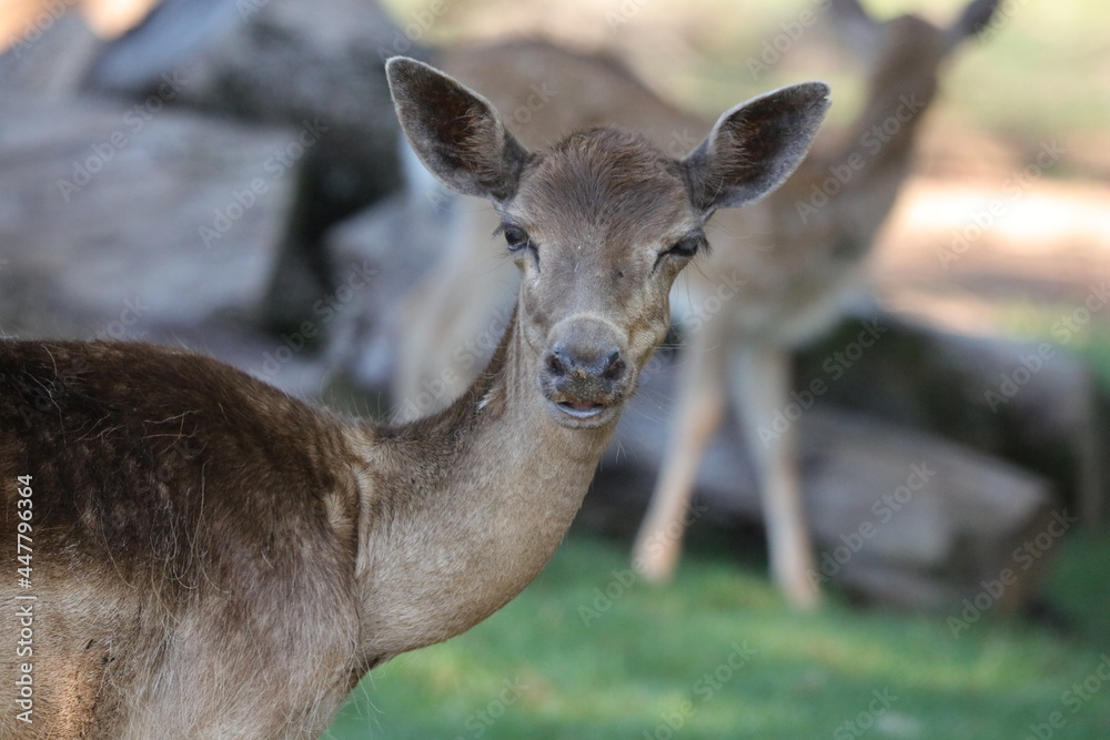 Deer Deer