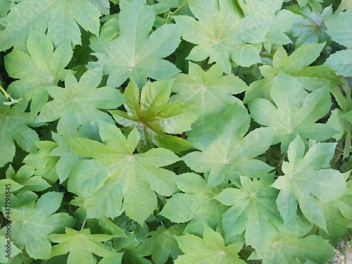 Green big leaves of flower tree closeup