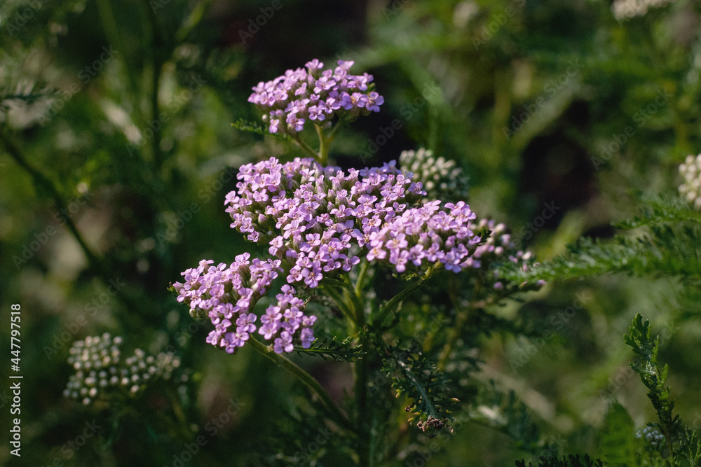 Achillea millefolium - Common yarrow flowering plant Achillea millefolium - Common yarrow flowering plant