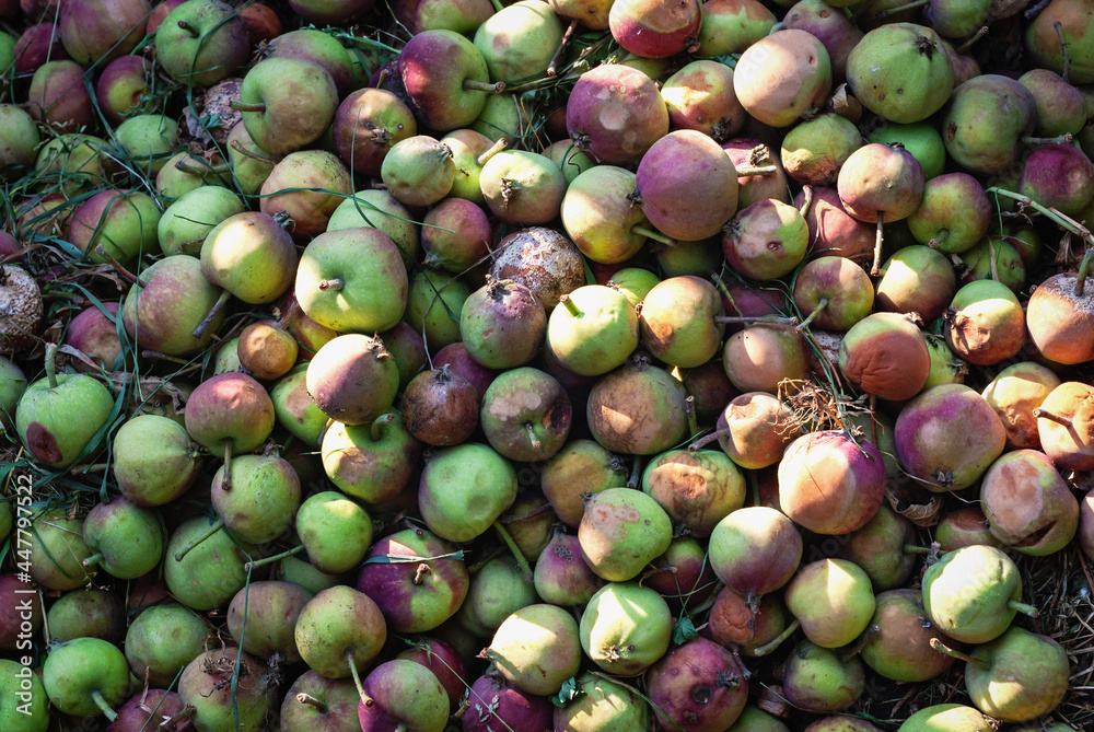 apples in compost pit used as organic plant fertilizer apples in compost pit used as organic plant fertilizer