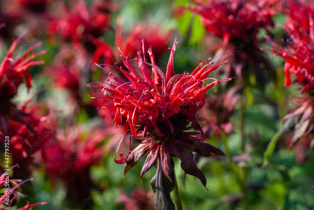 Beebalm flowering plant - Monarda didyma red flowers, closeup Beebalm flowering plant - Monarda didyma red flowers, closeup