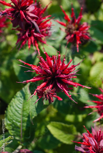 Monarda didyma red flowers, close up
