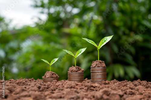Tree growing on a pile of silver coins and blurred green background. money growth and business success concept