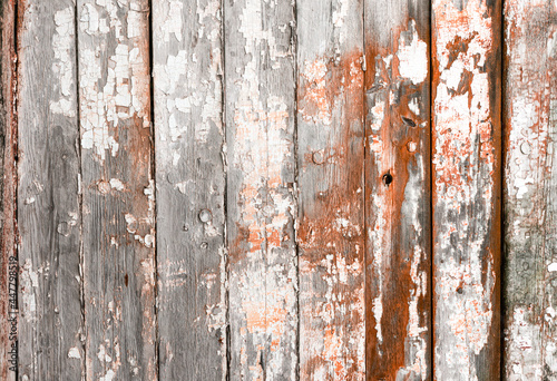 Old wood texture with natural grey patterns with remnants of old paint .