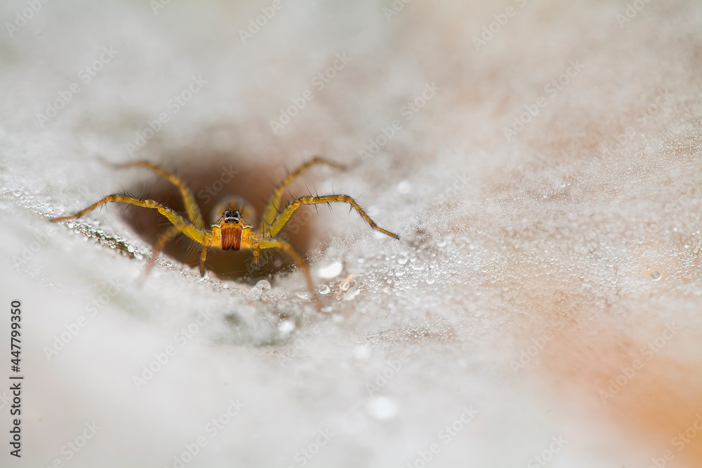 Obraz premium Beautiful Spider on The Morning