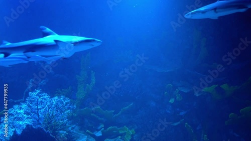 Wallpaper Mural Coral reef, tropical fish. Warm ocean and clear water. Underwater sea fishes. 4K video footage. Torontodigital.ca