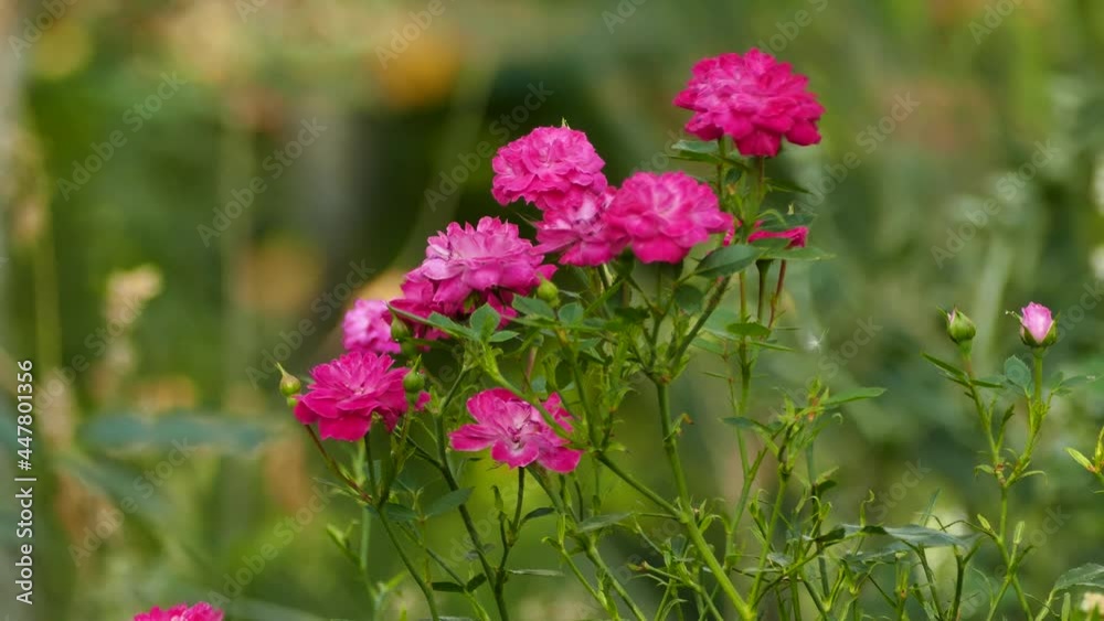 pink roses on the background of the garden close-up 4K pink roses on the background of the garden close-up 4K