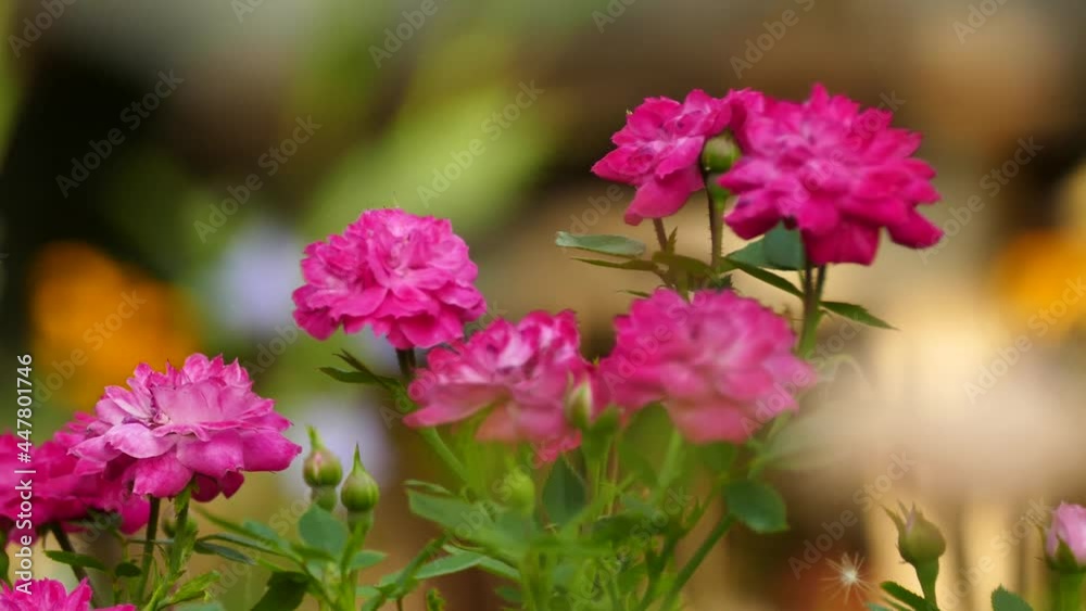 pink roses on the background of the garden close-up 4K pink roses on the background of the garden close-up 4K