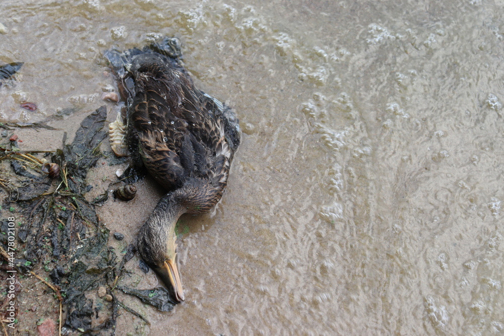 dead duck with polluted wings on shore dead duck with polluted wings on shore