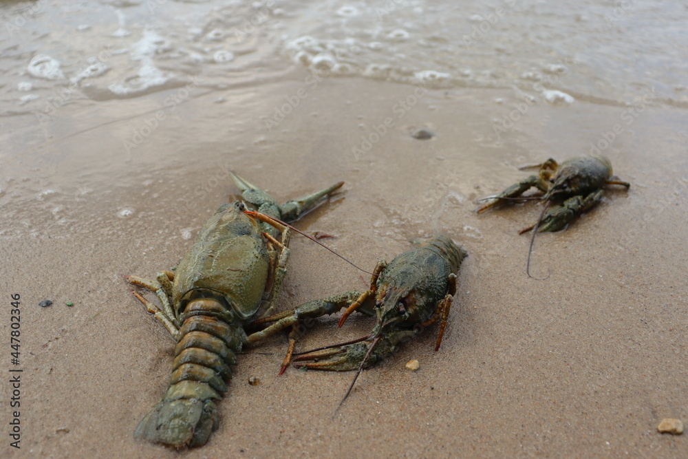 dead crabs and cancer on sea shore dead crabs and cancer on sea shore