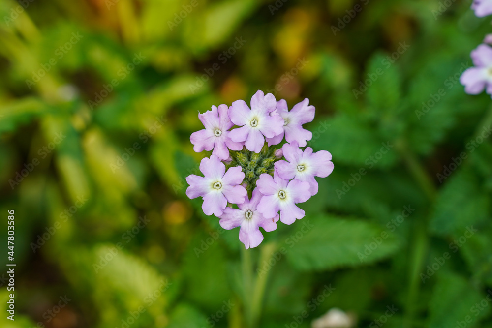 Single cluster of light pink verbena growing outdoors. Sunlight shining on the flower.
