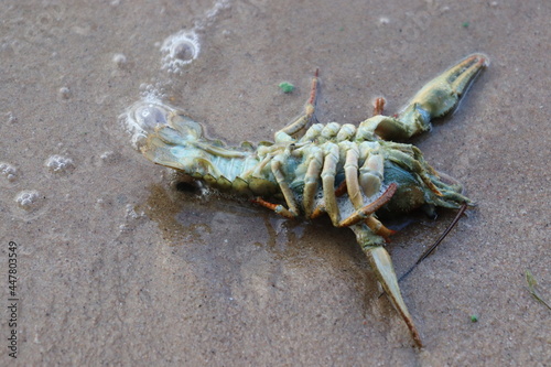 dead crabs and cancer on sea shore