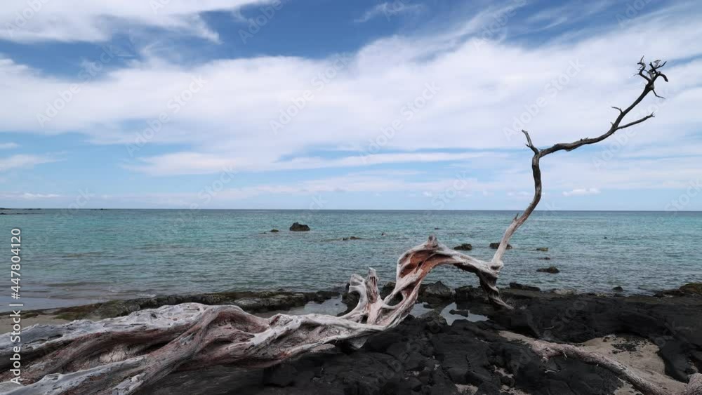 Driftwood and sea on the Anaeho'omalu beach Big Island, Hawaii Driftwood and sea on the Anaeho'omalu beach Big Island, Hawaii