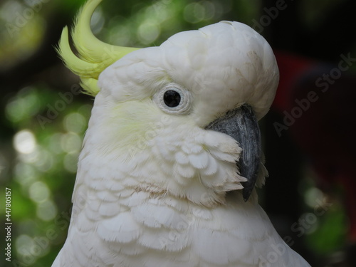 portrait of a parrot