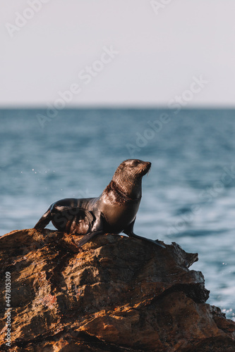 Fur seal sitting on a rock.