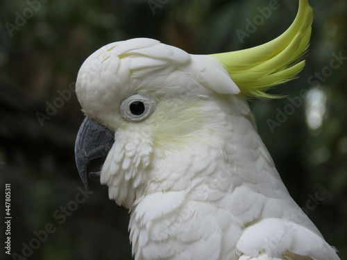 close up of a white parrot