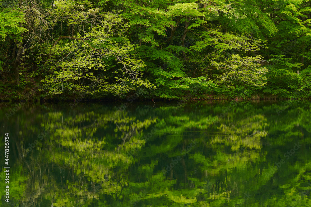 新緑の静かな池
