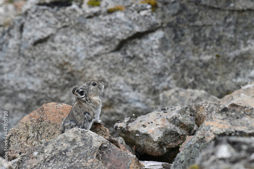 A Collared Pika  Ochotona collaris   closely related to hares and rabbits  climbs on rocks high in Alaska s Talkeetna Mountains.