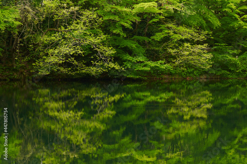 新緑の静かな池 © TSmedstruct