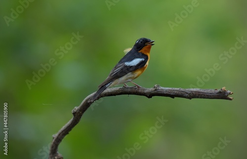 Mugimaki Flycatcher The upper body head is black. Behind the eyes are short white eyebrows-like stripes, large white wings, the neck, chest and belly above dark orange. Vachirabenjatat Park, Thailand.
