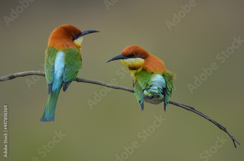 Chestnut-headed Bee-eater Head to back, orange, black eye band, neck and chest, bright yellow chest with small black and orange stripes, green body. Sticking to the branches.