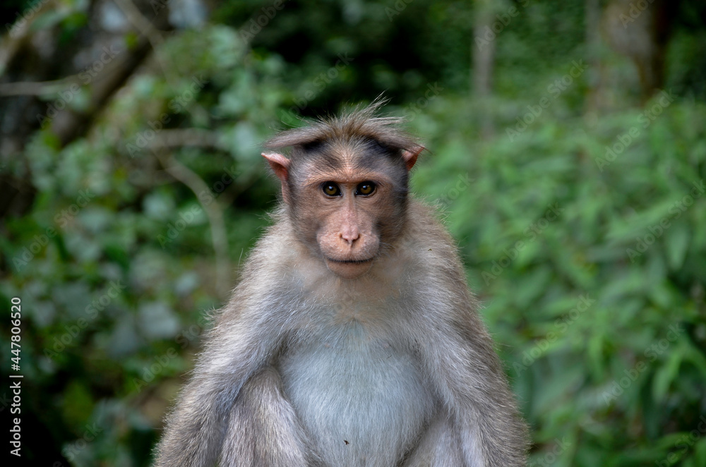 Monkey Monkey