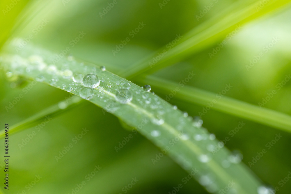 Large beautiful drops of transparent rain water on a green leaf macro. Drops of dew in the morning glow in the sun.