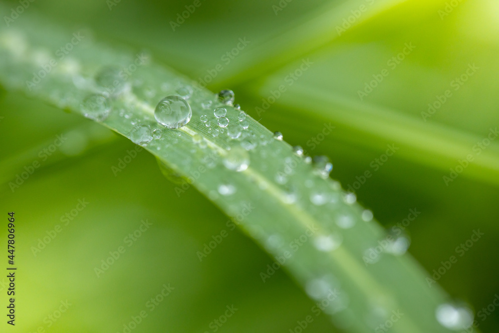 Large beautiful drops of transparent rain water on a green leaf macro. Drops of dew in the morning glow in the sun.