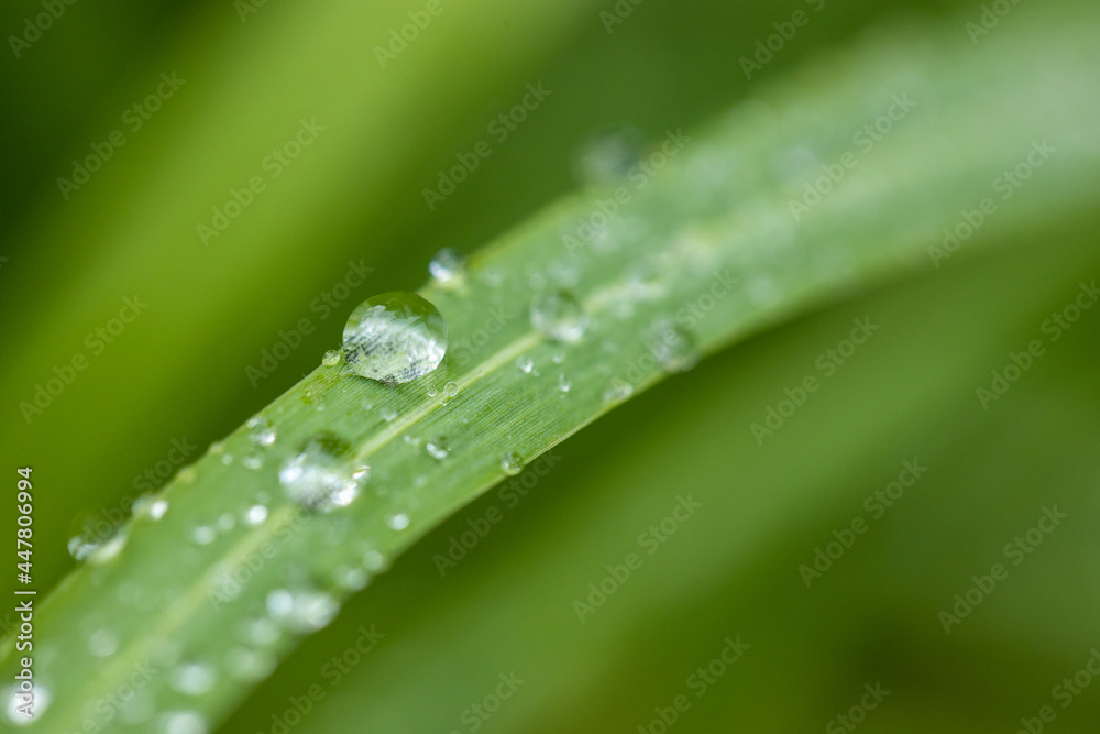 Large beautiful drops of transparent rain water on a green leaf macro. Drops of dew in the morning glow in the sun. Large beautiful drops of transparent rain water on a green leaf macro. Drops of dew in the morning glow in the sun.