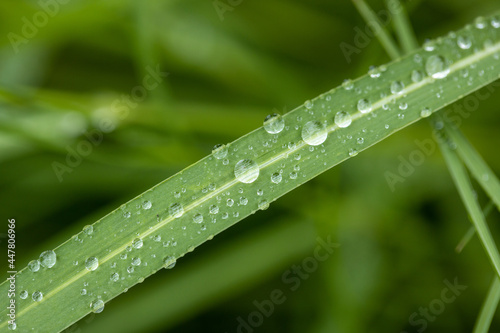 Large beautiful drops of transparent rain water on a green leaf macro. Drops of dew in the morning glow in the sun.