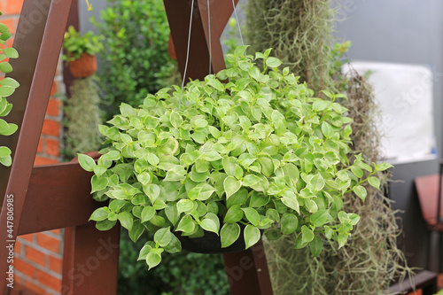 Peperomia or Shiny leave (Peperomia pellucida) hanging in the garden photo