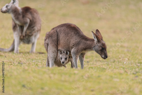 Mother Kangaroo with her Joey